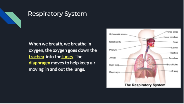 picture of lungs and respiratory system