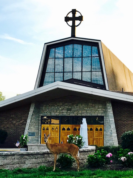 A white tail deer poses for a picture in front of St. Brendan Church North Olmsted