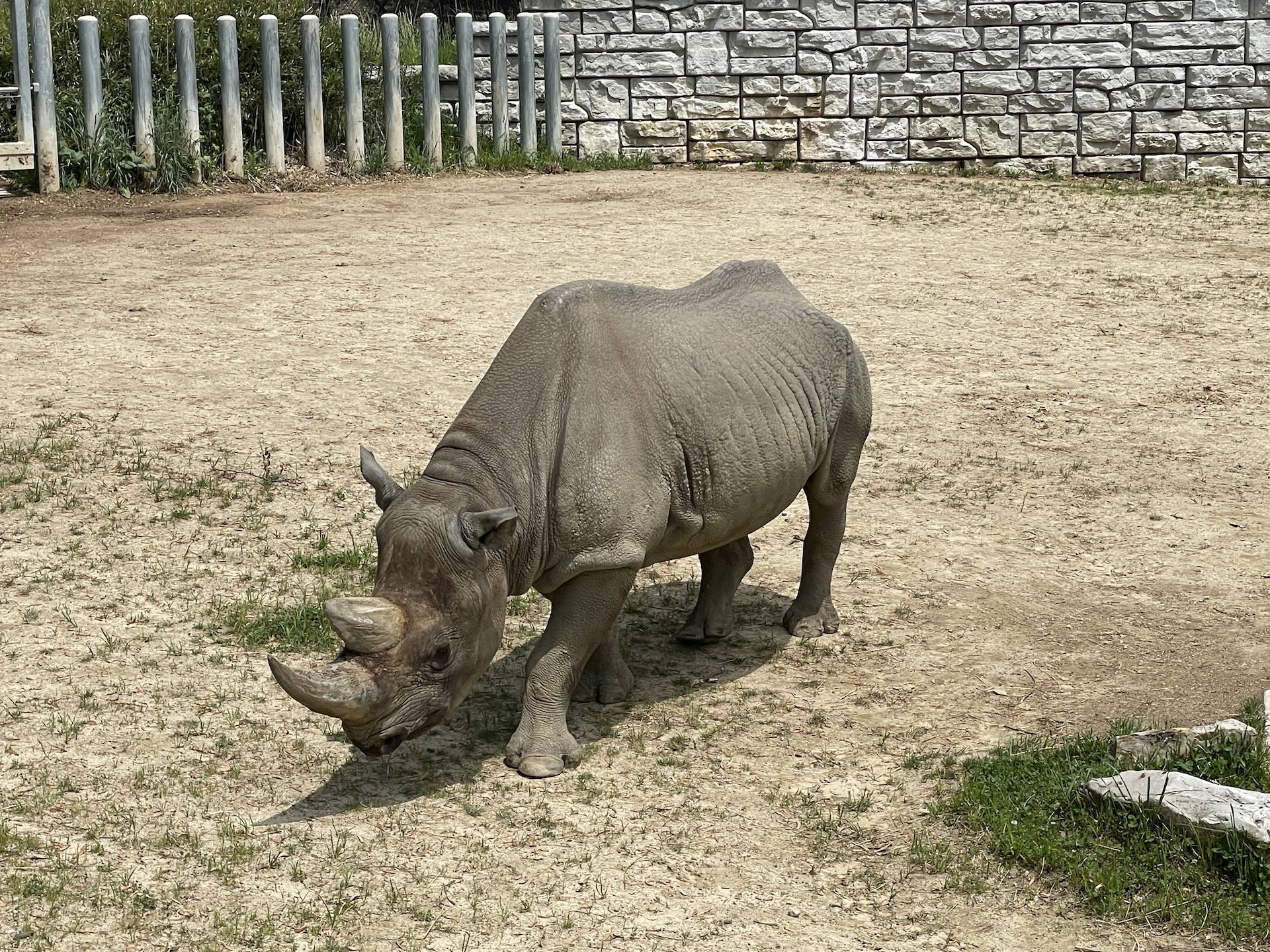 zoo field trip rhino