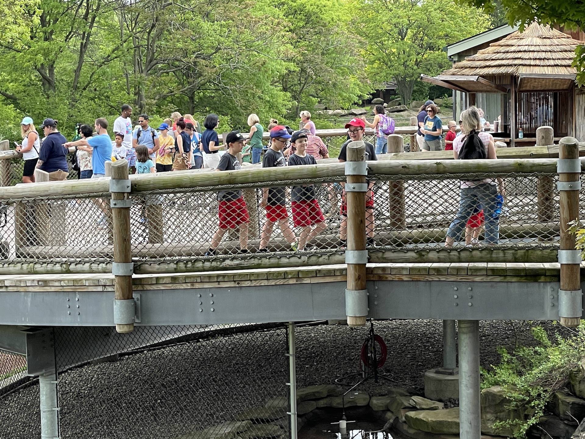 zoo field trip students feed the giraffe