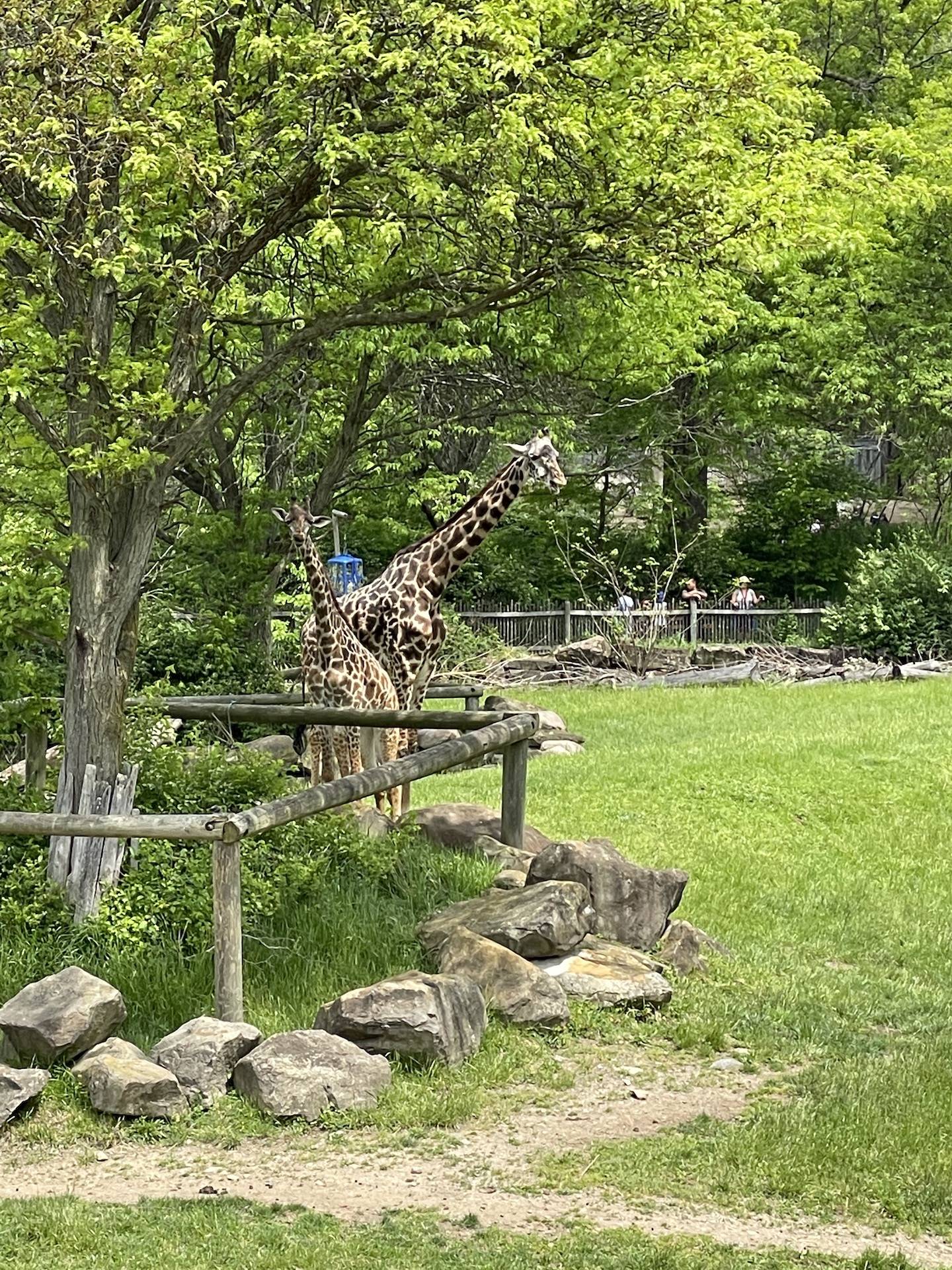 zoo field trip giraffes in the field