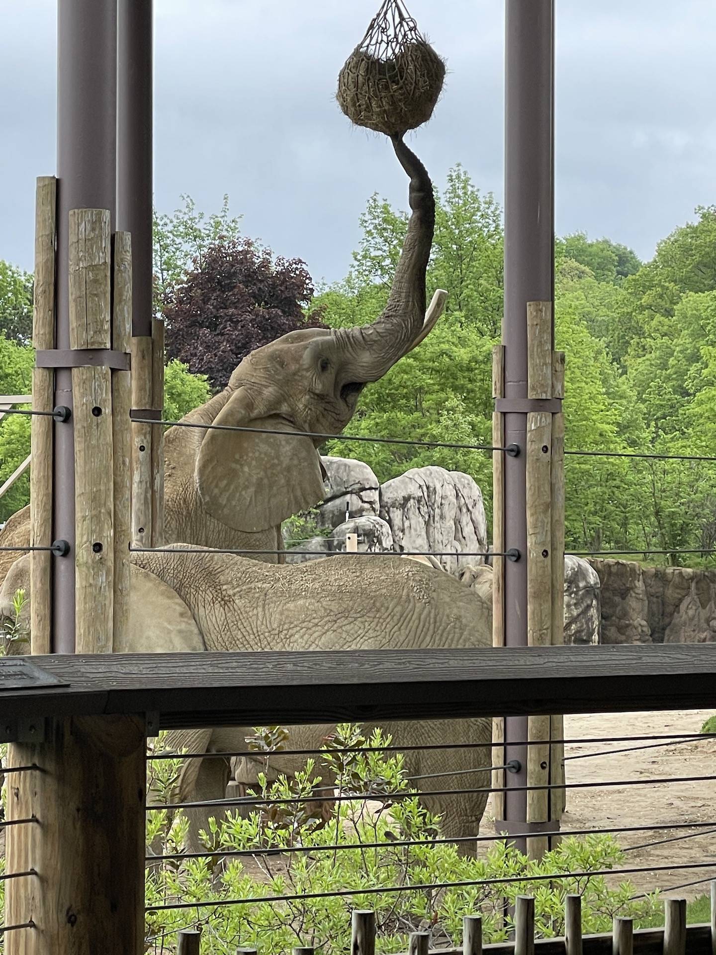 elephant extends trunk to eat